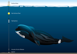 Hydrophone on mooring listening to Bowhead whale.