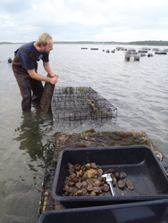 Joshua Reitsma removes and measures oysters.