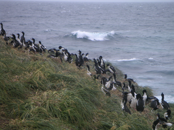 Penguins on Campbell Island in New Zealand.