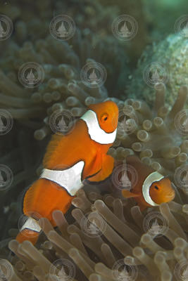 A pair of Amphiprion percula (clownfish)