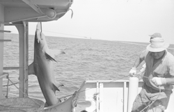 Shark on the deck of Crawford.