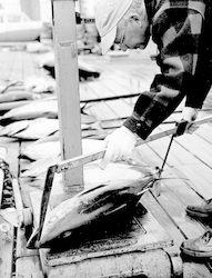 Frank Mather measuring a tuna