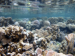 a "resilient coral reef" in Palau.