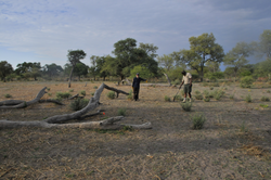 Laura Stevens marks the location of a buried geophone in Botswana.