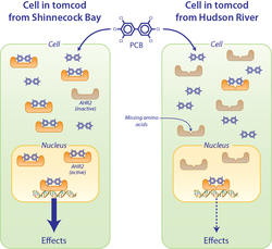 Tomcod fish protein comparisons