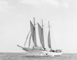 Vema in the Gulf of Mexico