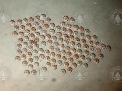 A large group of copepod eggs.