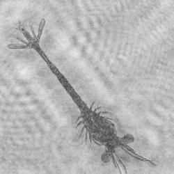 Holocam image of a decopod larva.