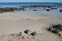 Microbial mats along the water's edge in Shark Bay, Australia.