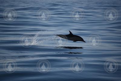 Dolphin jumping out of the water surface.