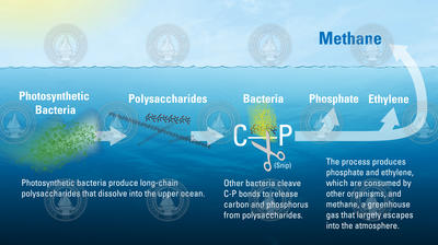 Process showing how methane is derived from photosynthetic bacteria.