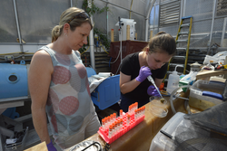 Amy Apprill monitors Shavonna Bent's coral mucus siphoning efforts.
