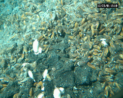 Clams and mussels viewed during Alvin dive 3737 at EPR.
