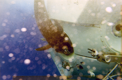 Alvin operations - swordfish attack, dive 202