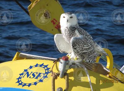 Snowy owl perched on an OOI buoy during mooring deployment cruise.