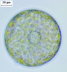 The diatom Coscinodiscus