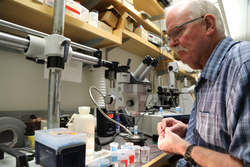 Scott Gallager analyzing scallop larvae in his lab.
