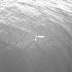 Shark seen from the Yamacraw.