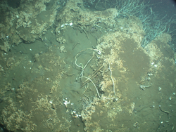 Seafloor image from the Guaymas Basin showing biological communities.
