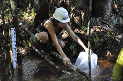 Sarah Rosengard collects a sample from a Tanguro ranch stream.