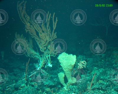 Deep sea coral viewed on Alvin dive 3824.