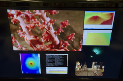 Monitor in Tim Shank's lab displaying deep water coral image and data.