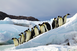 Group of Emperor penguins on an icy incline.