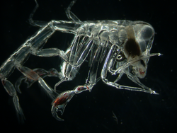 Amphipod