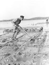 Alfred Redfield plows the Barnstable marsh to help seed clams dig in.
