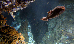 A purple fish (Bythites hollisi) swimming near a hydrothermal vent.