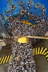 Extensive barnacle biofouling on a recovered buoy.