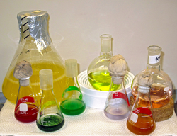 Culture flasks containing marine microorganisms.