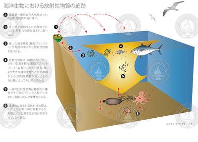 Infographic tracking radioisotopes in marine life (Japanese version).