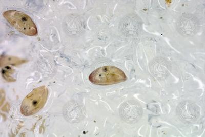 Cyprids barnacle larvae in water.