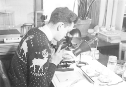 Lou Hutchins working with microscope