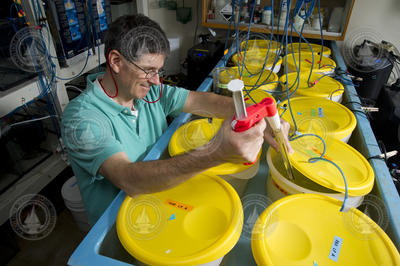 Dan McCorkle feeding clam cultures in the lab.