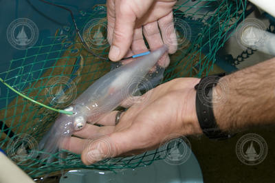 Squid fitted with neuro sensors in the lab.