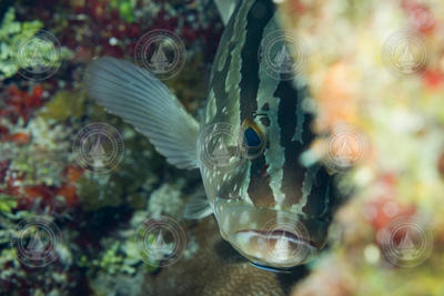 Nassau grouper (Epinephelus striatus), Glover's Reef, Belize