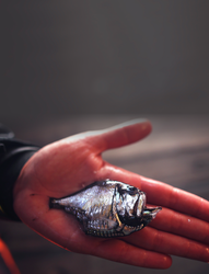 A person holding a hatchetfish.