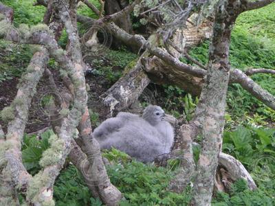 Giant petrel chick on Campbell Island in New Zealand.