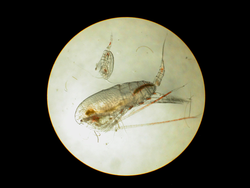 Microscopic view of two female copepods of different species.