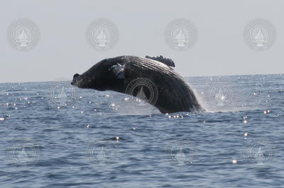 Humpback whale breaching.