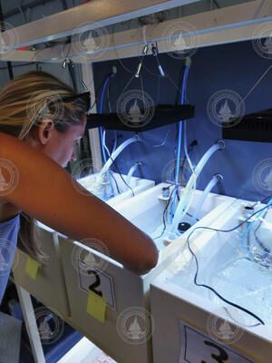 Maggie Johnson tending to coral samples in lab tanks at MarineGEO.