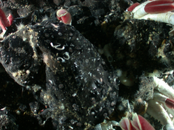 Tubeworms viewed during Alvin dive 3789.