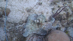 Octopus moving along the seafloor in the USVI.