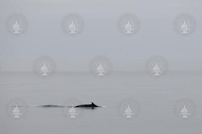 A fin whale passing by in still water.
