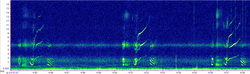 Spectrogram showing three different pilot whale calls.
