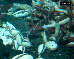 Tubeworms and large clams at hydrothermal vent, Alvin dive 3747.