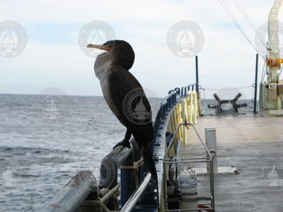 Cormorant stowaway on R/V Oceanus.