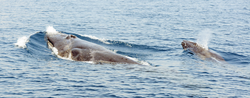 A mother-and-calf pair of Omura's whales swimming at the surface.